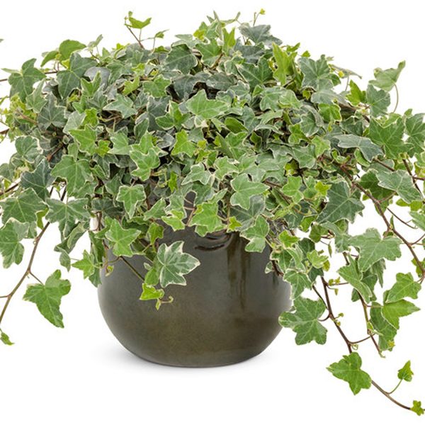 PHP-HEDERA HELIX GLACIER