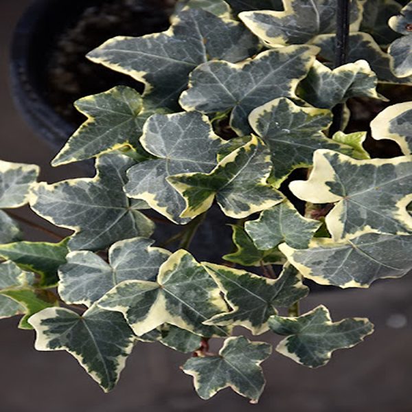 PHP-HEDERA HELIX GLACIER - Image 2