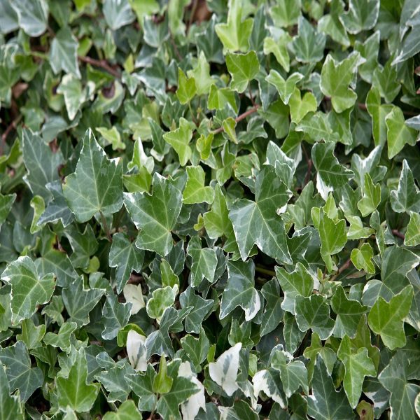 PHP-HEDERA HELIX GLACIER - Image 3