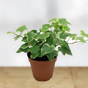 HP-HEDERA HELIX HYBRIDA