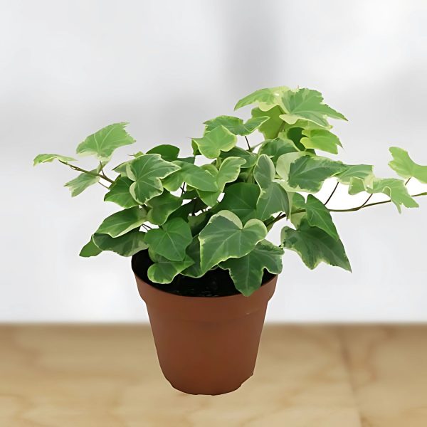 HP-HEDERA HELIX HYBRIDA