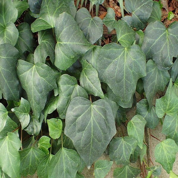 HP-HEDERA HELIX HYBRIDA - Image 4
