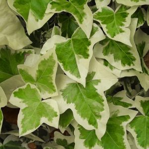 HP-HEDERA HELIX HYBRIDA