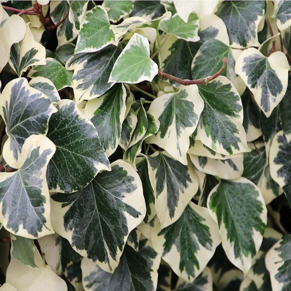 HP-HEDERA HELIX HYBRIDA - Image 3