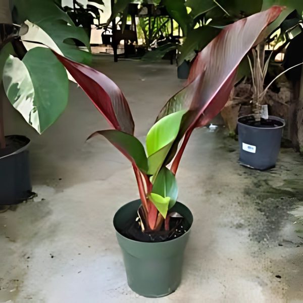 PHP-HELICONIA IL.RUBRICAULIS