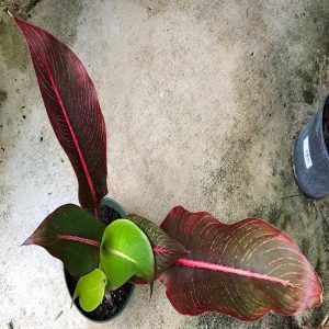 HP-HELICONIA IL.RUBRICAULIS