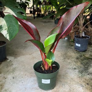 HP-HELICONIA IL.RUBRICAULIS