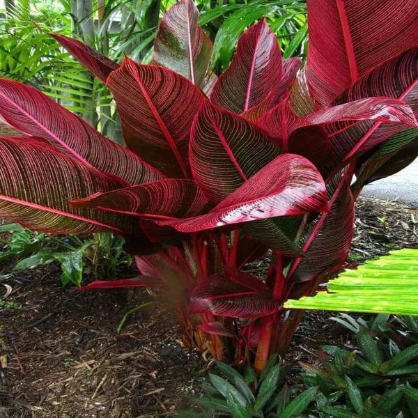 HP-HELICONIA IL.RUBRICAULIS - Image 3
