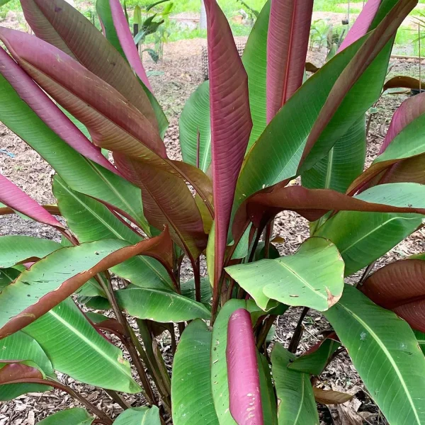 PHP-HELICONIA METALICA - Image 5