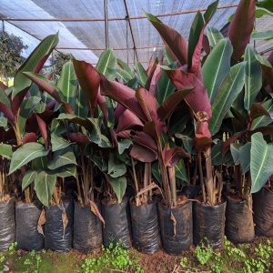 PHP-HELICONIA METALICA