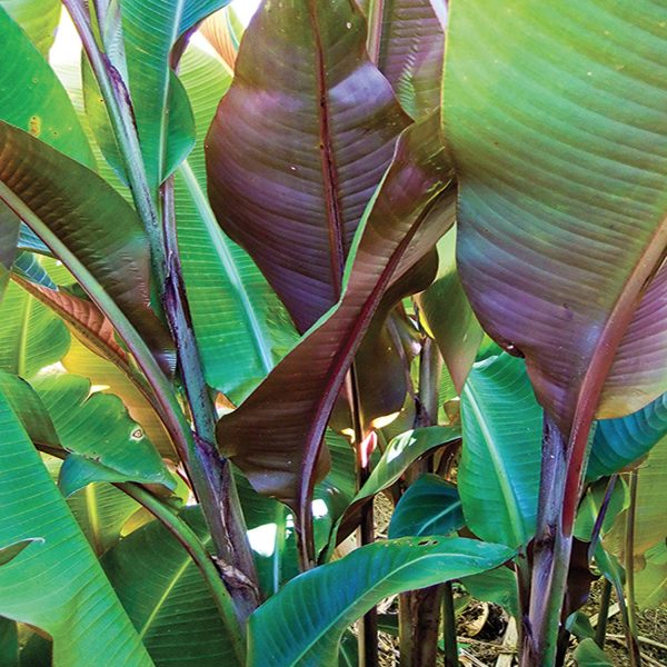 PHP-HELICONIA METALICA - Image 2