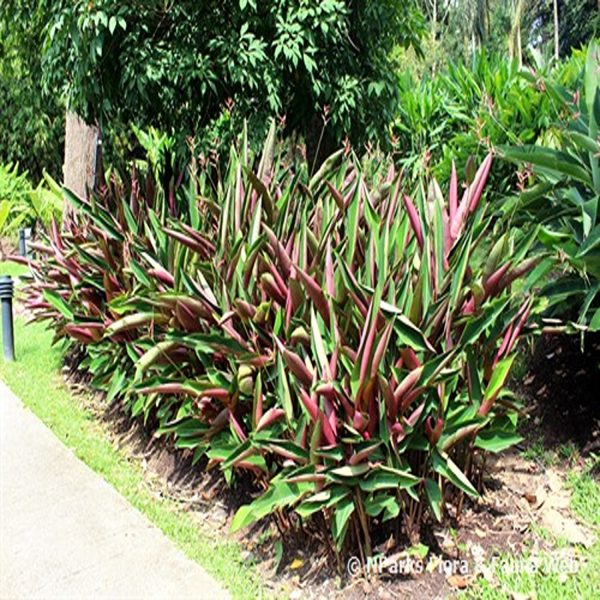 PHP-HELICONIA METALICA - Image 4
