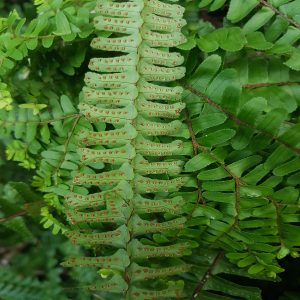 HP-NEPHROLEPIS EX. SMITHII