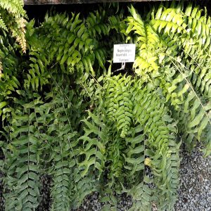 HP-NEPHROLEPSIS B. FURCANS