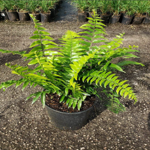 HP-NEPHROLEPSIS B. FURCANS
