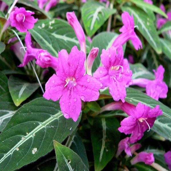 HP-RUELLIA MAKOYANA - Image 5