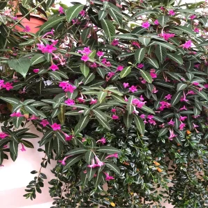 HP-RUELLIA MAKOYANA