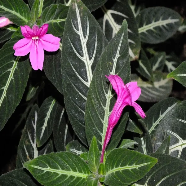 HP-RUELLIA MAKOYANA - Image 3