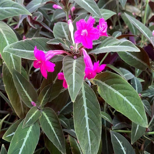 HP-RUELLIA MAKOYANA - Image 4