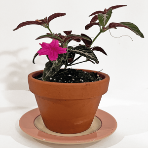 HP-RUELLIA MAKOYANA