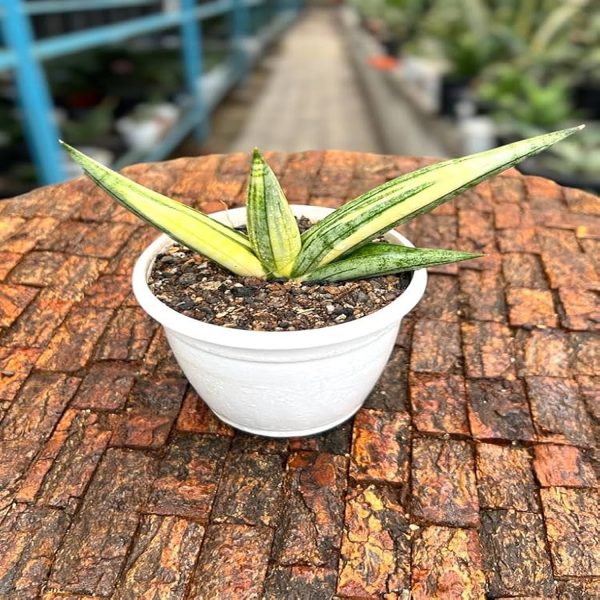 HP-SANSEVIERIA G. VARIEGATA