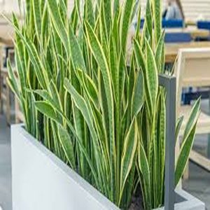 HP-SANSEVIERIA G. VARIEGATA