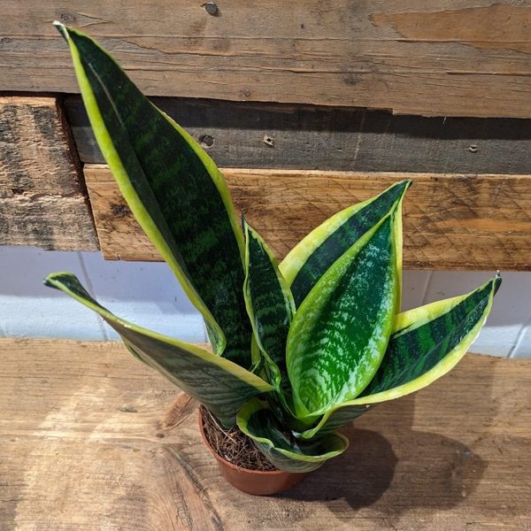 HP-SANSEVIERIA G. VARIEGATA - Image 3