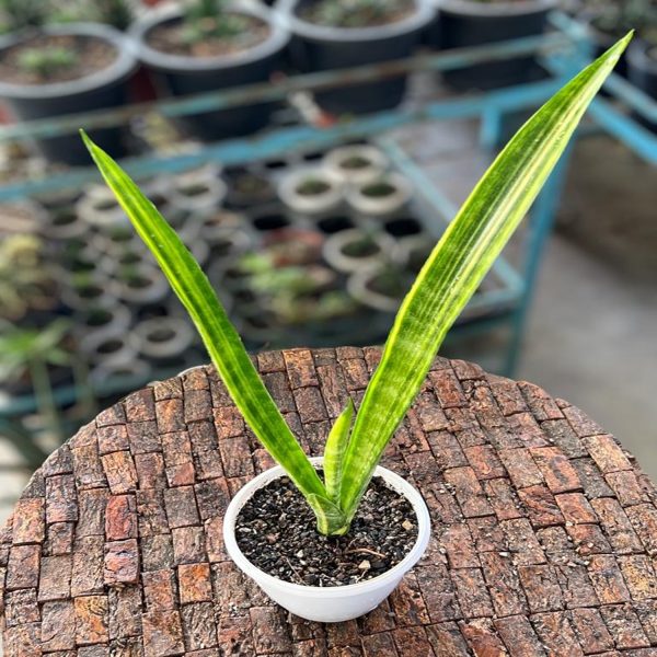 HP-SANSEVIERIA G. VARIEGATA - Image 4