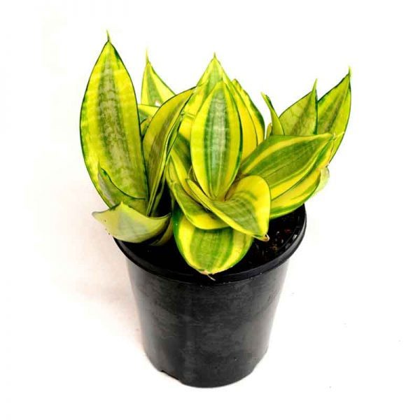 HP-SANSEVIERIA T. HAHNII - Image 3