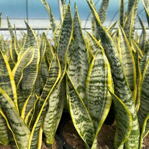 HP-SANSEVIERIA TRIFASCIATA