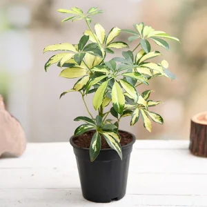 HP-SCHEFFLERA A. VARIEGATA