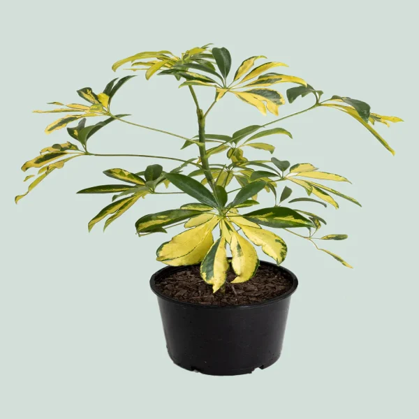 HP-SCHEFFLERA A. VARIEGATA - Image 3
