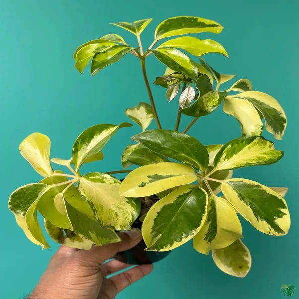 HP-SCHEFFLERA A. VARIEGATA - Image 4