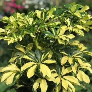 HP-SCHEFFLERA A. VARIEGATA