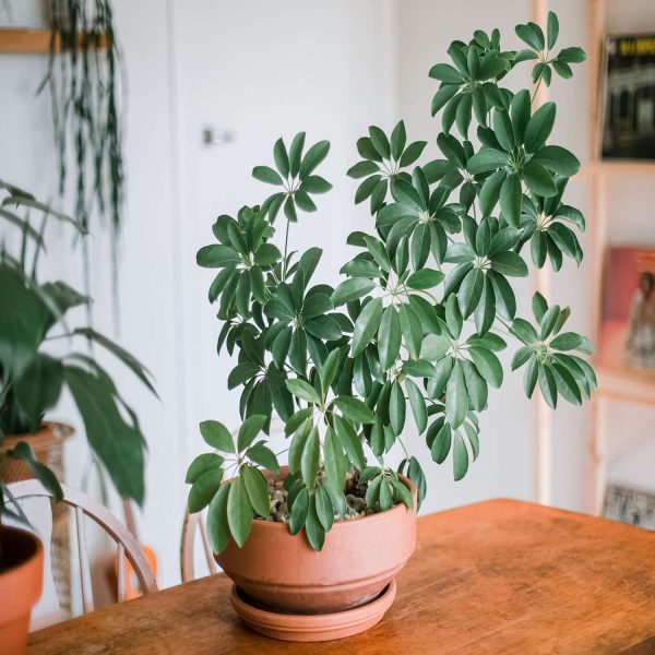 PHP-SCHEFFLERA ARBORICOLA