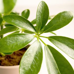 PHP-SCHEFFLERA ARBORICOLA