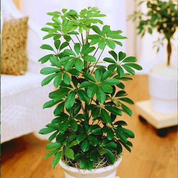 PHP-SCHEFFLERA ARBORICOLA - Image 3