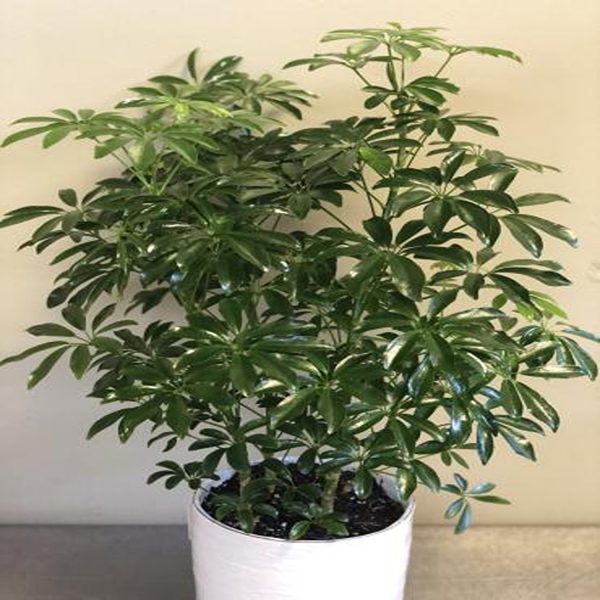 PHP-SCHEFFLERA ARBORICOLA - Image 4
