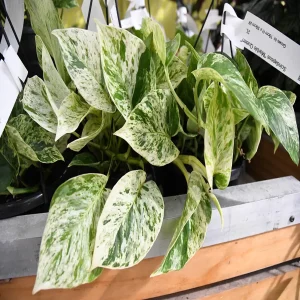 HP-SCINDAPSUS A. MARBLE QUEEN