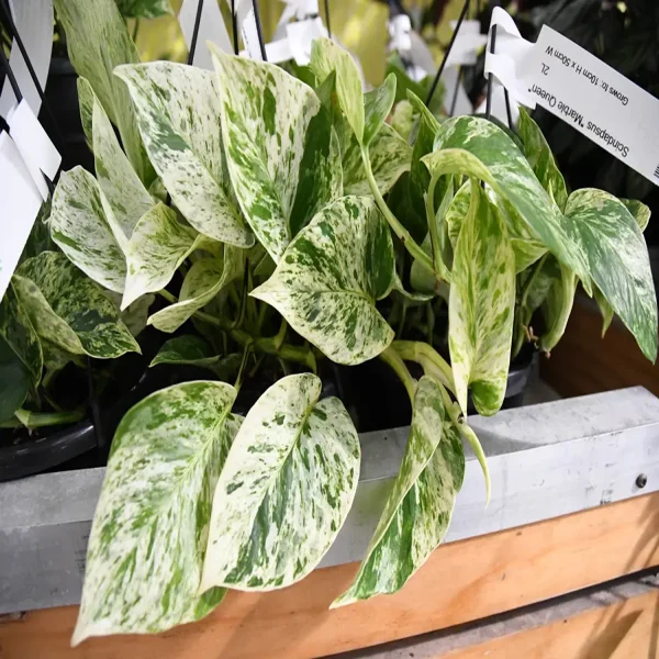 HP-SCINDAPSUS A. MARBLE QUEEN - Image 2
