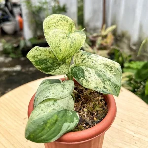 HP-SCINDAPSUS A. MARBLE QUEEN