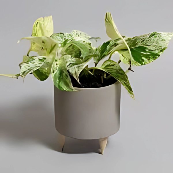 PHP-SCINDAPSUS A. MARBLE QUEEN