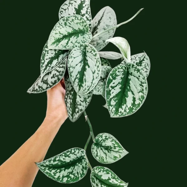 PHP-SCINDAPSUS PICTUS - Image 4