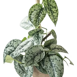 PHP-SCINDAPSUS PICTUS