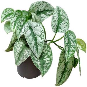 HP-SCINDAPSUS PICTUS