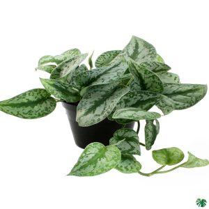 PHP-SCINDAPSUS PICTUS