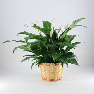 HP-SPATHIPHYLLUM CLEVELANDII