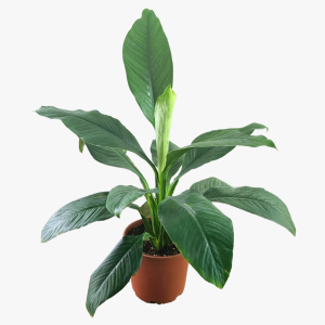 HP-SPATHIPHYLLUM CLEVELANDII