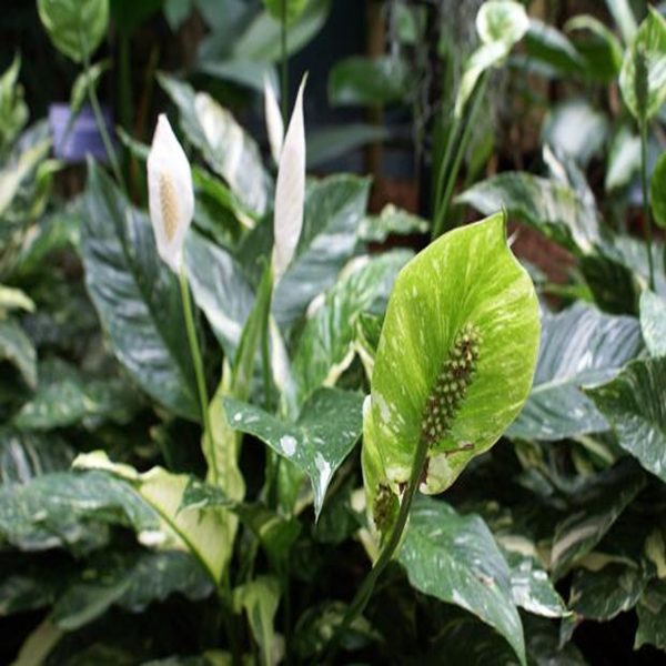 HP-SPATHIPHYLLUM CLEVELANDII - Image 3