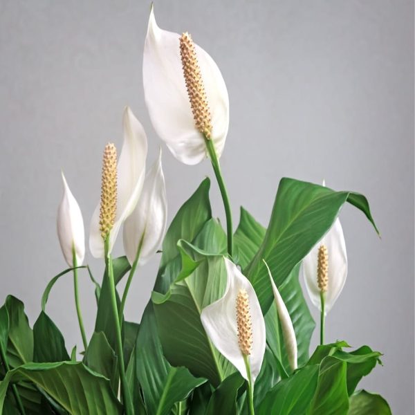 HP-SPATHIPHYLLUM CLEVELANDII - Image 4